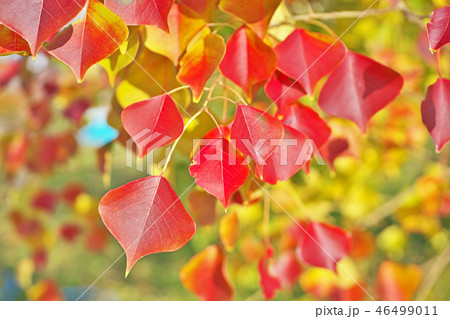 紅葉したナンキンハゼの葉の写真素材