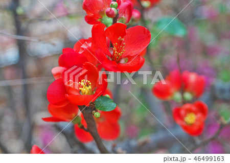 赤いボケの花 46499163