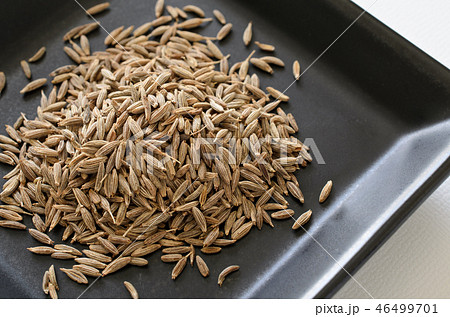 クミン クミン 46499701