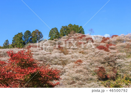 早朝の四季桜と紅葉　愛知県 46500792