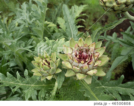 アーティチョーク 薬用植物 アーティチョーク 薬用植物 46500808