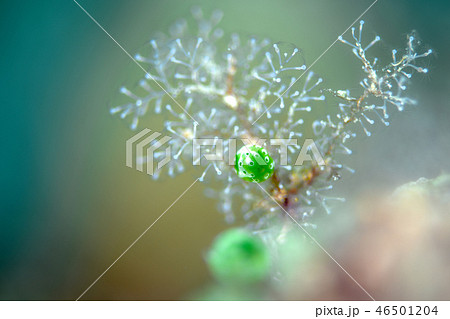 チャツボボヤ 46501204