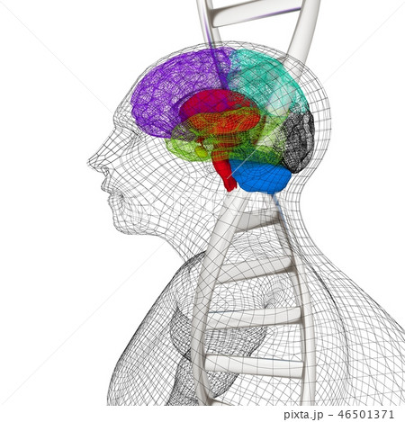 human, brain and DNA strands 46501371
