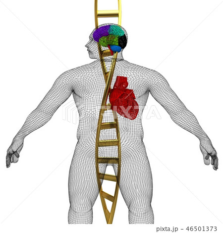 DNA strands and wire human body model 46501373
