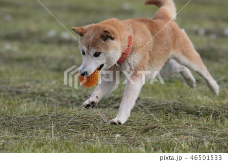 野原の柴犬 野原の柴犬 46501533