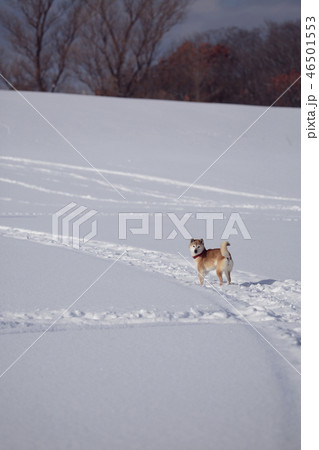 雪原の柴犬 46501553