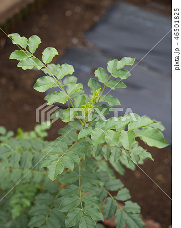 ウラルカンゾウ 薬用植物 ウラルカンゾウ 薬用植物 46501825