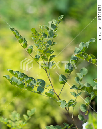 ウラルカンゾウ 薬用植物 ウラルカンゾウ 薬用植物 46501831