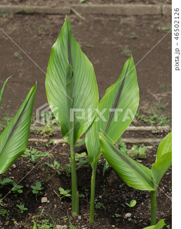 ガジュツ　薬用植物 46502126