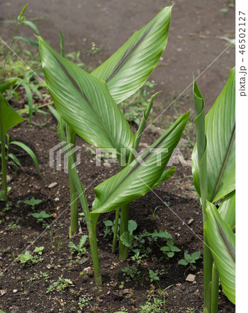 ガジュツ　薬用植物 46502127