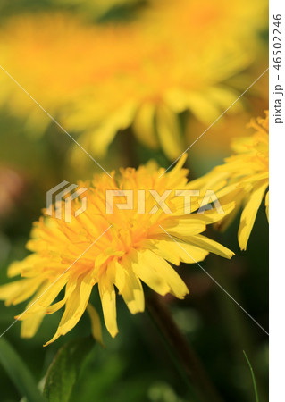 タンポポ　ツヅミグサ　タンポグサ　セイヨウタンポポ　多年草 46502246