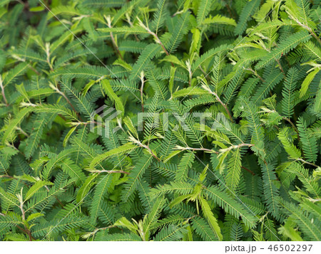 カワラケツメイ　薬用植物 46502297