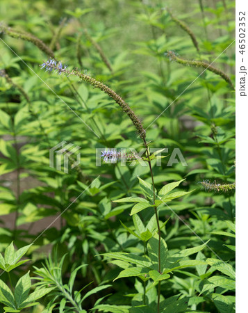 クガイソウ 薬用植物 クガイソウ 薬用植物 46502352