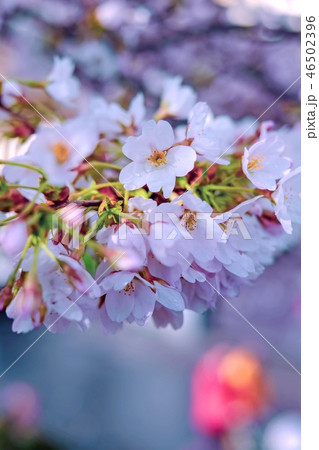 雨上がりの桜の花 雨上がりの桜の花 46502396