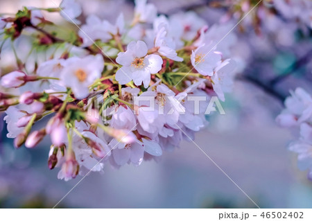 雨上がりの桜の花 46502402