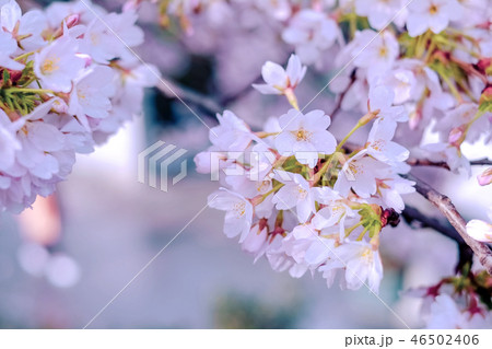 雨上がりの桜の花 雨上がりの桜の花 46502406