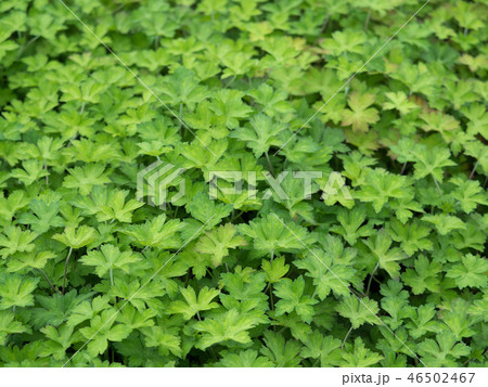 ゲンノショウコ　薬用植物 46502467