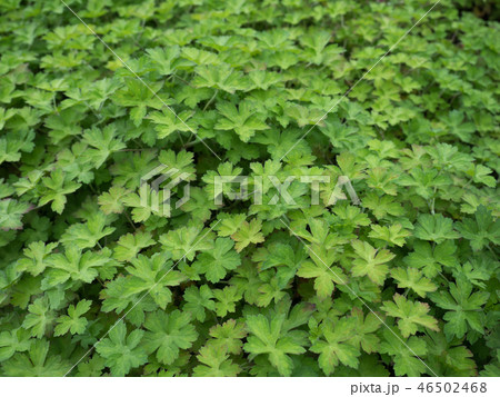 ゲンノショウコ　薬用植物 46502468