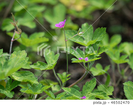 ゲンノショウコ　薬用植物 46502470