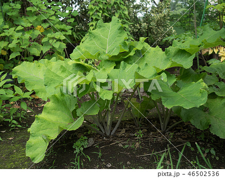 ゴボウ 薬用植物 ゴボウ 薬用植物 46502536
