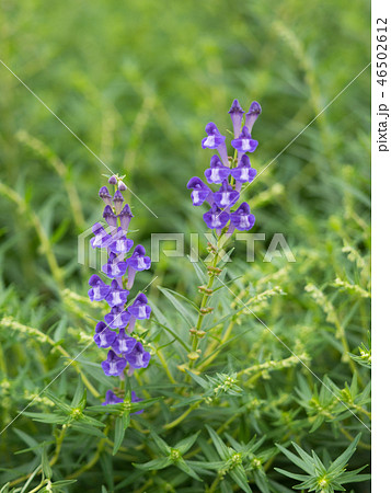 コガネバナ 薬用植物 コガネバナ 薬用植物 46502612