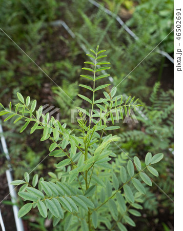 スペインカンゾウ 薬用植物 スペインカンゾウ 薬用植物 46502691