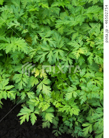 センキュウ 薬用植物 センキュウ 薬用植物 46502754