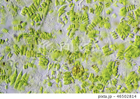 生物模様 緑藻 生物模様 緑藻 46502814