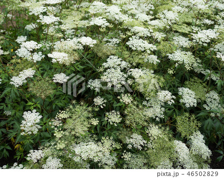 トウキ 薬用植物 トウキ 薬用植物 46502829