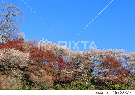 小原四季桜と紅葉 愛知県 小原四季桜と紅葉 愛知県 46502877
