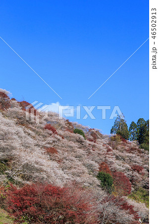 小原四季桜と紅葉　愛知県 46502913