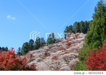 小原四季桜と紅葉　愛知県 46502934