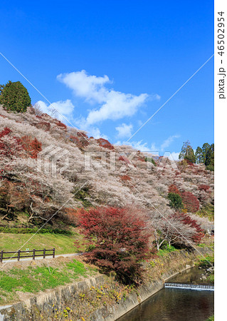 小原四季桜と紅葉 愛知県 小原四季桜と紅葉 愛知県 46502954