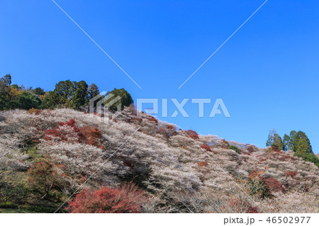 小原四季桜と紅葉　愛知県 46502977