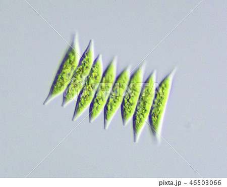 緑藻　ツノイカダモ 46503066
