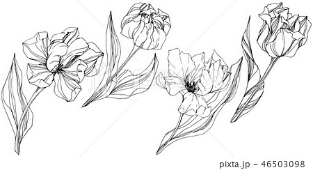 Vector Tulip Black And White Engraved Ink Art のイラスト素材