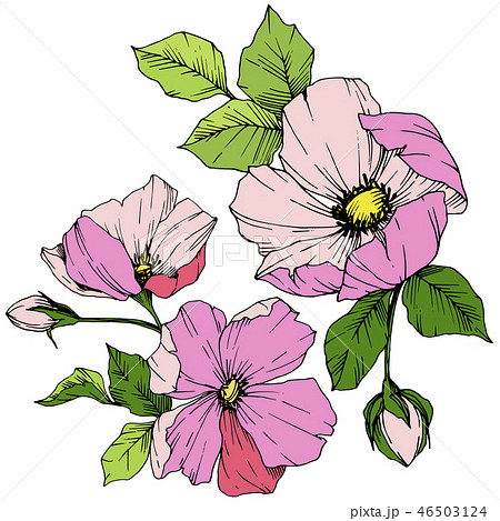 Vector Pink rosa canina. Floral botanical flower. Engraved ink art. Isolated rosa canina 46503124