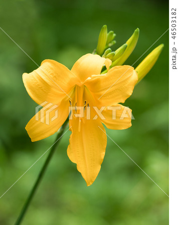 ニッコウキスゲ 46503182