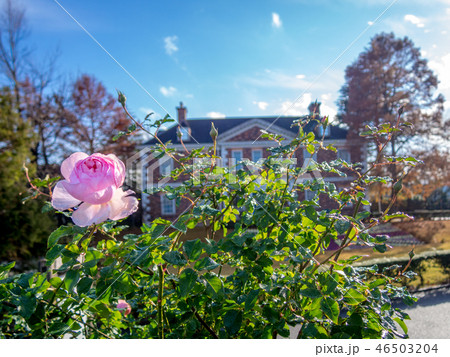 【静岡県伊豆市】公園に咲くピンクのバラ【修善寺虹の郷】 46503204