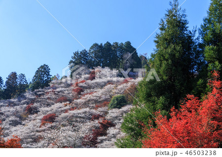 小原四季桜と紅葉　愛知県 46503238
