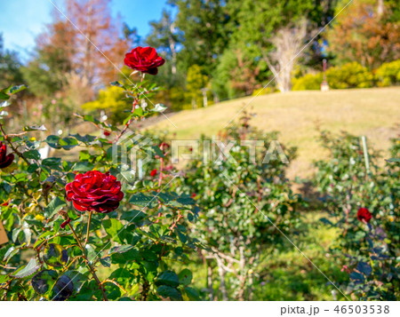 【静岡県伊豆市】公園に咲く赤いバラ【修善寺虹の郷】 46503538