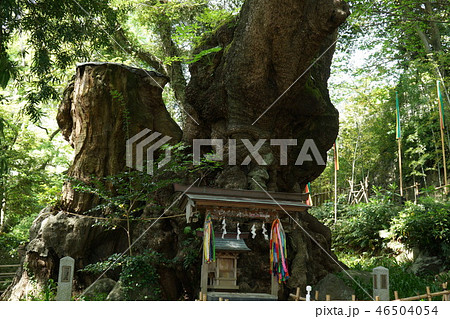 熱海 來宮神社の大クス 熱海 來宮神社の大クス 46504054