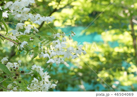 ユーシンブルーとマルバウツギ 46504069