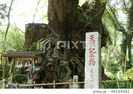 熱海　來宮神社の大クス 46504082
