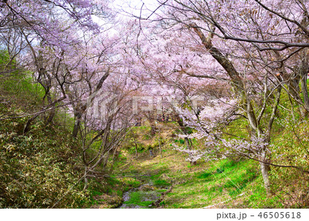 桜景 高遠小彼岸桜 桜景 高遠小彼岸桜 46505618