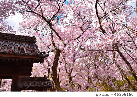 桜景　高遠小彼岸桜 46506166