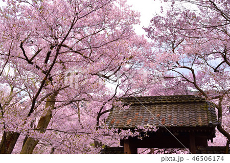 桜景　高遠小彼岸桜 46506174