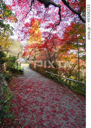 12月 日野36紅葉の松連庵・京王百草園 12月 日野36紅葉の松連庵・京王百草園 46506233
