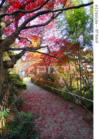 12月　日野35紅葉の松連庵･京王百草園 46506234