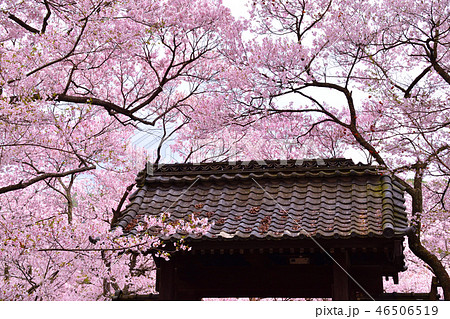 桜景 高遠小彼岸桜の写真素材